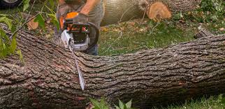 Trusted Osgood, IN Tree Care Experts