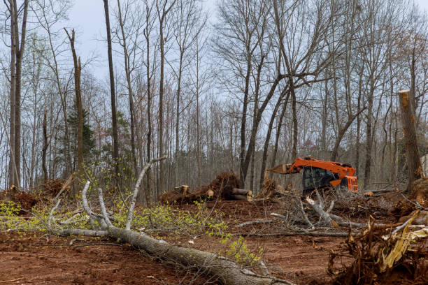 Best Tree Health Inspection  in Osgood, IN